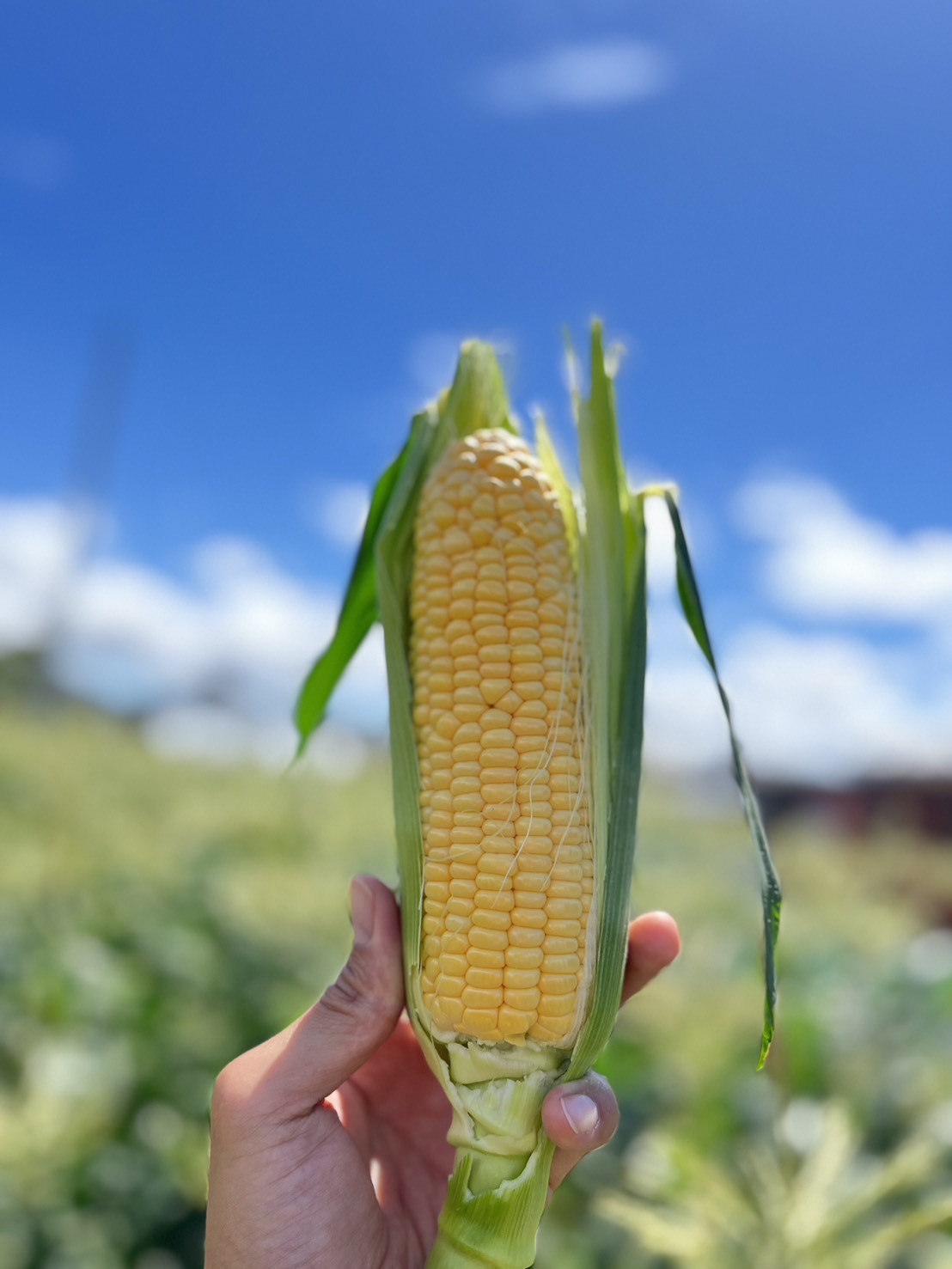 トウモロコシのある静物 トウモロコシのある静物